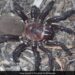 Terrifying Pics Of New Species Of Rare Gigantic Trapdoor Spider Found In Australia Goes Viral