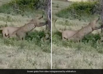 Leopard Clashed With A Lioness Dangerous Fight Took Place Lioness Lifted Leopard Up And Threw Down Then What Happened Next See Shocking Video
