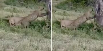 Leopard Clashed With A Lioness Dangerous Fight Took Place Lioness Lifted Leopard Up And Threw Down Then What Happened Next See Shocking Video