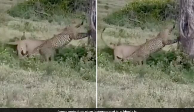 Leopard Clashed With A Lioness Dangerous Fight Took Place Lioness Lifted Leopard Up And Threw Down Then What Happened Next See Shocking Video