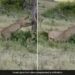 Leopard Clashed With A Lioness Dangerous Fight Took Place Lioness Lifted Leopard Up And Threw Down Then What Happened Next See Shocking Video
