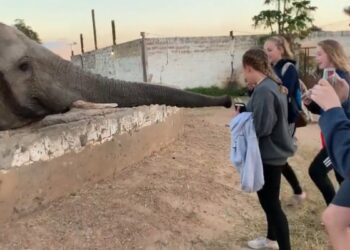 Elephant Attacked Girl Taking Photo: Elephant Massive Attack By His Trunk On A Girl