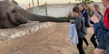 Elephant Attacked Girl Taking Photo: Elephant Massive Attack By His Trunk On A Girl