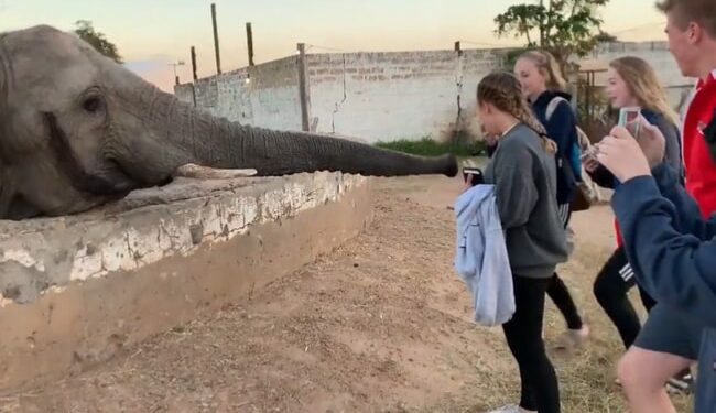Elephant Attacked Girl Taking Photo: Elephant Massive Attack By His Trunk On A Girl