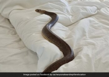 Woman Finds Highly Venomous 6 Foot Long Snake Slithering In Her Bed In Australia Then What Happened Next