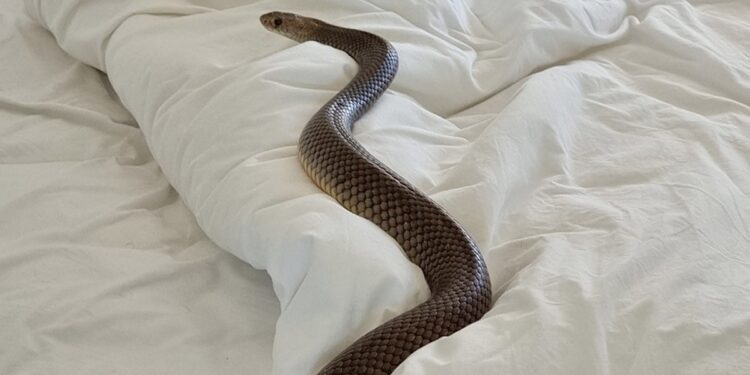 Woman Finds Highly Venomous 6 Foot Long Snake Slithering In Her Bed In Australia Then What Happened Next