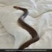 Woman Finds Highly Venomous 6 Foot Long Snake Slithering In Her Bed In Australia Then What Happened Next