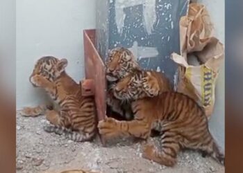 4 Tiger Cubs Found In Andhra Pradesh Village, 300-member Forest Team Searches For The Tigress – NDTV Hindi NDTV India – खेत में पड़े मिले बाघ के 4 बच्चे, वन विभाग के 300 कर्मियों की टीम कर रही है मां बाघिन की तलाश