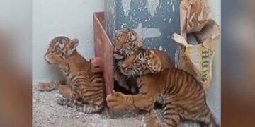 4 Tiger Cubs Found In Andhra Pradesh Village, 300-member Forest Team Searches For The Tigress – NDTV Hindi NDTV India – खेत में पड़े मिले बाघ के 4 बच्चे, वन विभाग के 300 कर्मियों की टीम कर रही है मां बाघिन की तलाश