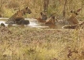 Tiger Pani M Kyo Lete Rahte Hain: IFS Susanta Nanda Share Video About Amazing Interesting Facts Of Tigers