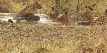 Tiger Pani M Kyo Lete Rahte Hain: IFS Susanta Nanda Share Video About Amazing Interesting Facts Of Tigers