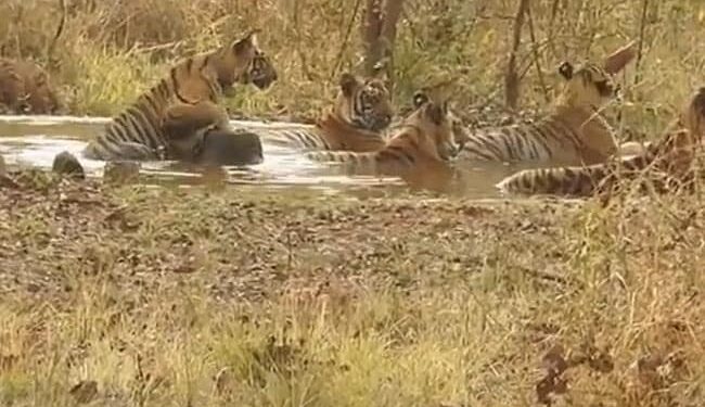 Tiger Pani M Kyo Lete Rahte Hain: IFS Susanta Nanda Share Video About Amazing Interesting Facts Of Tigers