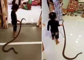 Small Kid Playing With A Snake Video Goes Viral | Girl Was Seen Playing Like A Toy With A Poisonous Snake, Sanp Ke Sath Khelta Dikha Bachha, Snake Viral Video
