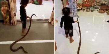 Small Kid Playing With A Snake Video Goes Viral | Girl Was Seen Playing Like A Toy With A Poisonous Snake, Sanp Ke Sath Khelta Dikha Bachha, Snake Viral Video