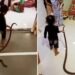 Small Kid Playing With A Snake Video Goes Viral | Girl Was Seen Playing Like A Toy With A Poisonous Snake, Sanp Ke Sath Khelta Dikha Bachha, Snake Viral Video