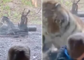 Viral Video Of Boy And Tiger Inside Zoo | Zoo Me Bacche Par Tiger Ne Kiya Attack | Tiger Attack Little Boy | Tiger Ka Hamla | Tiger Viral Video