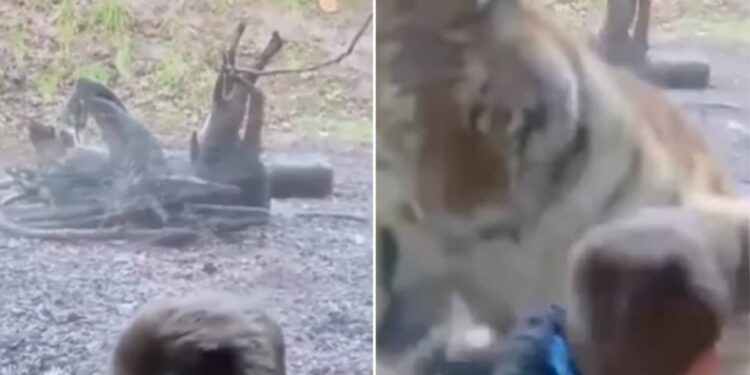 Viral Video Of Boy And Tiger Inside Zoo | Zoo Me Bacche Par Tiger Ne Kiya Attack | Tiger Attack Little Boy | Tiger Ka Hamla | Tiger Viral Video