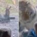 Viral Video Of Boy And Tiger Inside Zoo | Zoo Me Bacche Par Tiger Ne Kiya Attack | Tiger Attack Little Boy | Tiger Ka Hamla | Tiger Viral Video