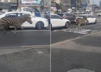 Watch: Zebra Runs Amid Traffic After Escaping Zoo In South Korea, Rescued Later, Zebra Running On Traffic Name Siro Rescued By Forest Department, Zebra Viral Video