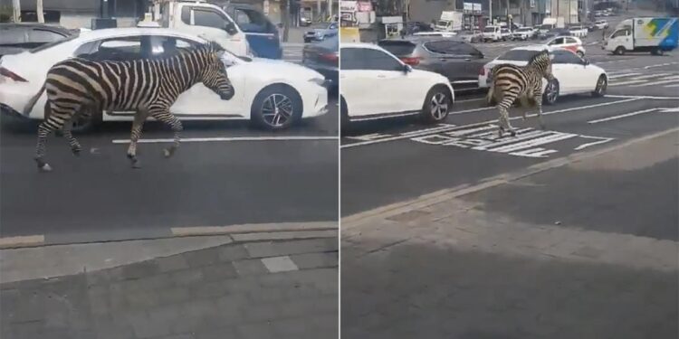 Watch: Zebra Runs Amid Traffic After Escaping Zoo In South Korea, Rescued Later, Zebra Running On Traffic Name Siro Rescued By Forest Department, Zebra Viral Video