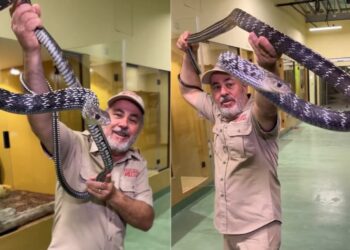 Dangerous Snake Attack Video: Man Catches 9 Foot Long Dangerous Snake Attacked Right In Front Of The Camera, Shocking VIDEO, Sanp Ka Video, Saap Viral Video, King Cobra Snake