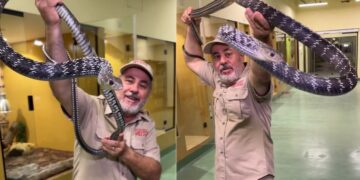 Dangerous Snake Attack Video: Man Catches 9 Foot Long Dangerous Snake Attacked Right In Front Of The Camera, Shocking VIDEO, Sanp Ka Video, Saap Viral Video, King Cobra Snake