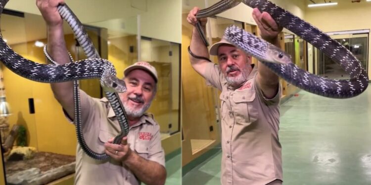Dangerous Snake Attack Video: Man Catches 9 Foot Long Dangerous Snake Attacked Right In Front Of The Camera, Shocking VIDEO, Sanp Ka Video, Saap Viral Video, King Cobra Snake