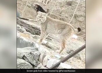 Can You Guess The Name Of This Beautiful And Rare Animal Found In Ladakh IFS Officer Shares Video