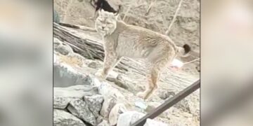 Can You Guess The Name Of This Beautiful And Rare Animal Found In Ladakh IFS Officer Shares Video