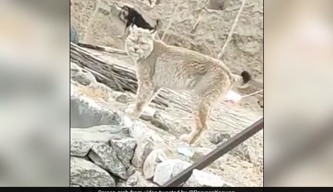 Can You Guess The Name Of This Beautiful And Rare Animal Found In Ladakh IFS Officer Shares Video