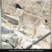Can You Guess The Name Of This Beautiful And Rare Animal Found In Ladakh IFS Officer Shares Video