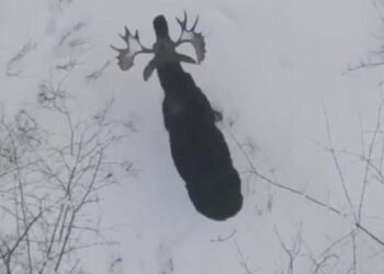 Rare Video Shows Bull Moose Shedding Its Antlers: Deer Did Something Like This To Get Rid Of Big Horns Video