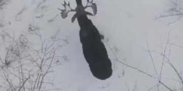 Rare Video Shows Bull Moose Shedding Its Antlers: Deer Did Something Like This To Get Rid Of Big Horns Video