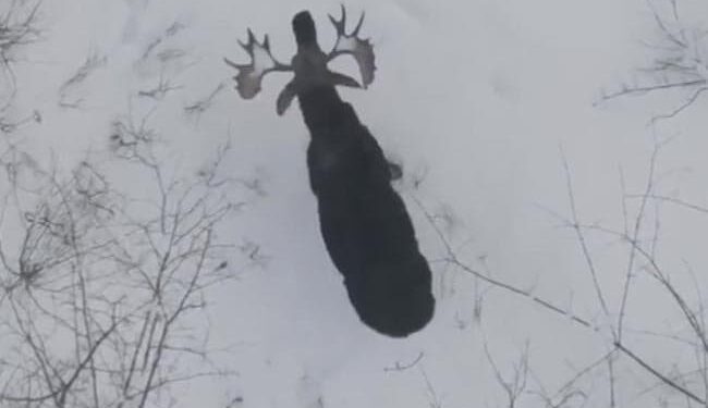 Rare Video Shows Bull Moose Shedding Its Antlers: Deer Did Something Like This To Get Rid Of Big Horns Video