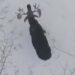 Rare Video Shows Bull Moose Shedding Its Antlers: Deer Did Something Like This To Get Rid Of Big Horns Video