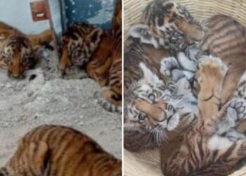WATCH: Locals Find Four Tiger Cubs In Nandyal District Andhra Pradesh, Four Tiger Cubs Were Found By Residents Of Pedda Gummadapuram Village