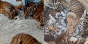 WATCH: Locals Find Four Tiger Cubs In Nandyal District Andhra Pradesh, Four Tiger Cubs Were Found By Residents Of Pedda Gummadapuram Village