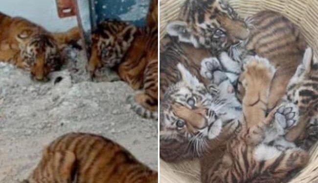 WATCH: Locals Find Four Tiger Cubs In Nandyal District Andhra Pradesh, Four Tiger Cubs Were Found By Residents Of Pedda Gummadapuram Village