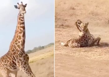 Lioness Attacks Baby Giraffe: Intense Battle Between Lioness & Giraffe Over Her Newborn Baby, Giraffe Fight With Lioness For Child, Sherni Ki Ladai
