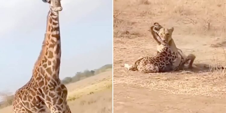 Lioness Attacks Baby Giraffe: Intense Battle Between Lioness & Giraffe Over Her Newborn Baby, Giraffe Fight With Lioness For Child, Sherni Ki Ladai