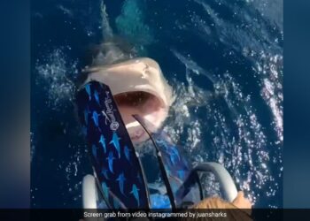 Terrifying Video Shows Shark Jumped On The Woman While Scuba Diving Opened Its Jaw Then What Happened Next
