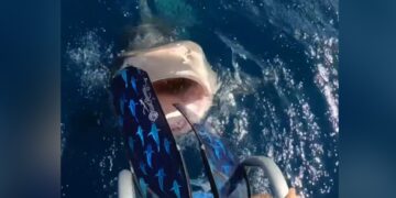 Terrifying Video Shows Shark Jumped On The Woman While Scuba Diving Opened Its Jaw Then What Happened Next