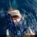 Terrifying Video Shows Shark Jumped On The Woman While Scuba Diving Opened Its Jaw Then What Happened Next