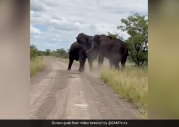 Elephants Hit Each Other With Heads Uprooted Trees While Fighting What Happened Next You Will Shocked Hathi Ki Ladai Ka Video