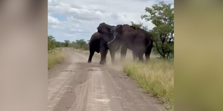 Elephants Hit Each Other With Heads Uprooted Trees While Fighting What Happened Next You Will Shocked Hathi Ki Ladai Ka Video
