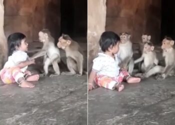 Video Of Child Playing With Monkeys: Child Playing With Monkeys Cute Animal Video Viral