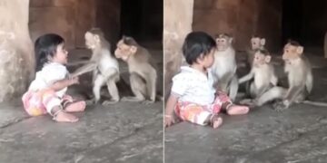 Video Of Child Playing With Monkeys: Child Playing With Monkeys Cute Animal Video Viral