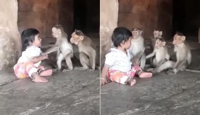 Video Of Child Playing With Monkeys: Child Playing With Monkeys Cute Animal Video Viral