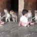 Video Of Child Playing With Monkeys: Child Playing With Monkeys Cute Animal Video Viral