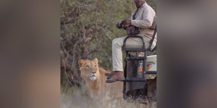 The Person Was Taking Photos In The Forest While Sitting On The Car, Then The Lion Came And Did Such A Thing That You Will Be Surprised